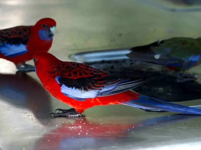 Red Avian Creature: Meaning, Identification, and Intriguing Details