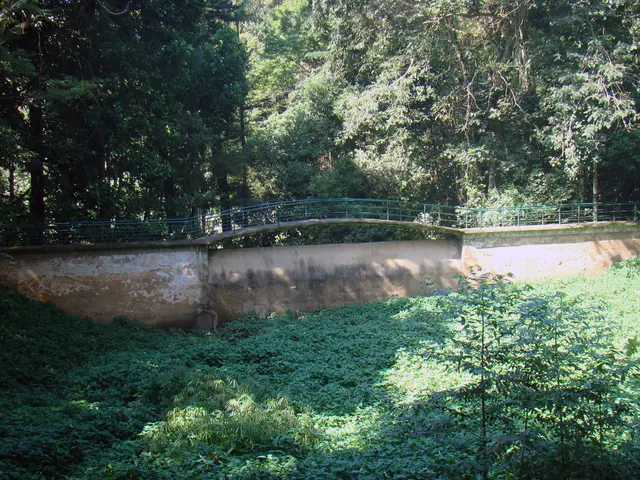 Native Plant Options Instead of English Ivy