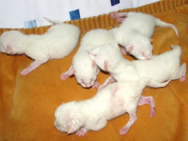 Distinguishing between Rat Droppings and Mouse Droppings: Key Points for Effective Pest Management
