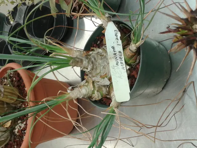 "Plant Expert Offers Essential Practices for a Seamless Indoor Transfer of Houseplants"