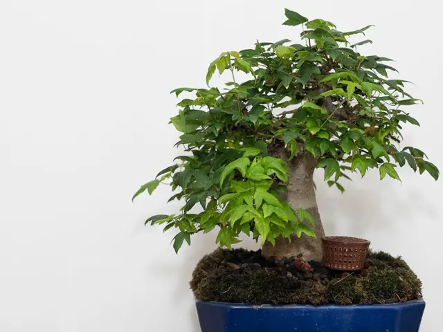 Bonsai Trimming for Shows: Methods and Achieving Exhibition Standards