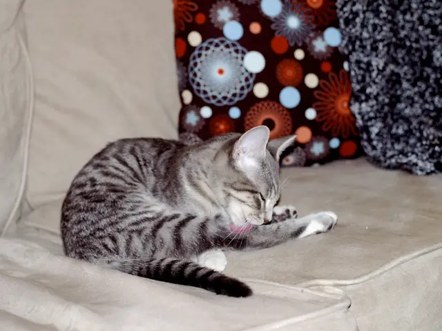 Living space modeled after a miniature city, crafted by a YouTuber for his cats to experience...