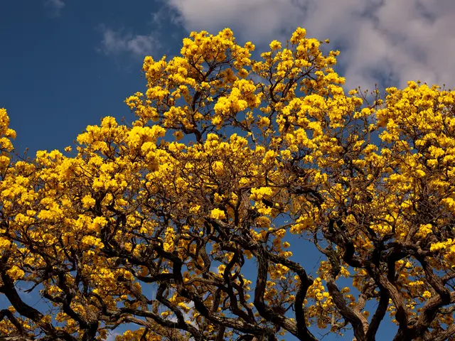 In this image we can see trees with yellow color flowers. In the background there are clouds in the...