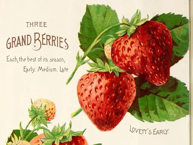 In this image we can see a page of the book. There are few strawberries and leaves are on the page...