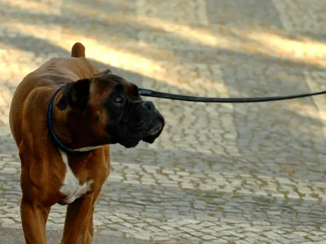 In the image there is a dog walking on the floor. And there is a dog belt.