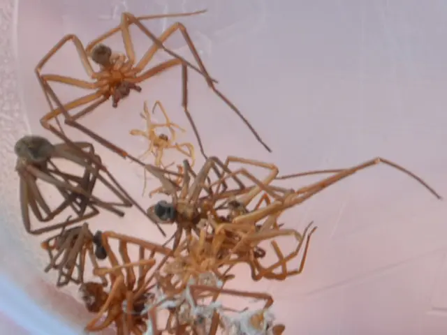 In this image there are spiders in a plastic container.