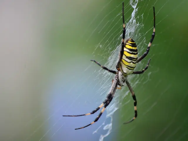 In the image there is a spider crawling on the web.