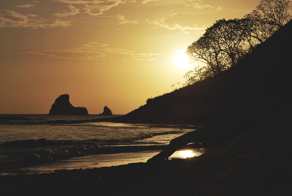 Visitor of an Unusual Kind: A Jackal Spotted on Sylt, Captured on Camera